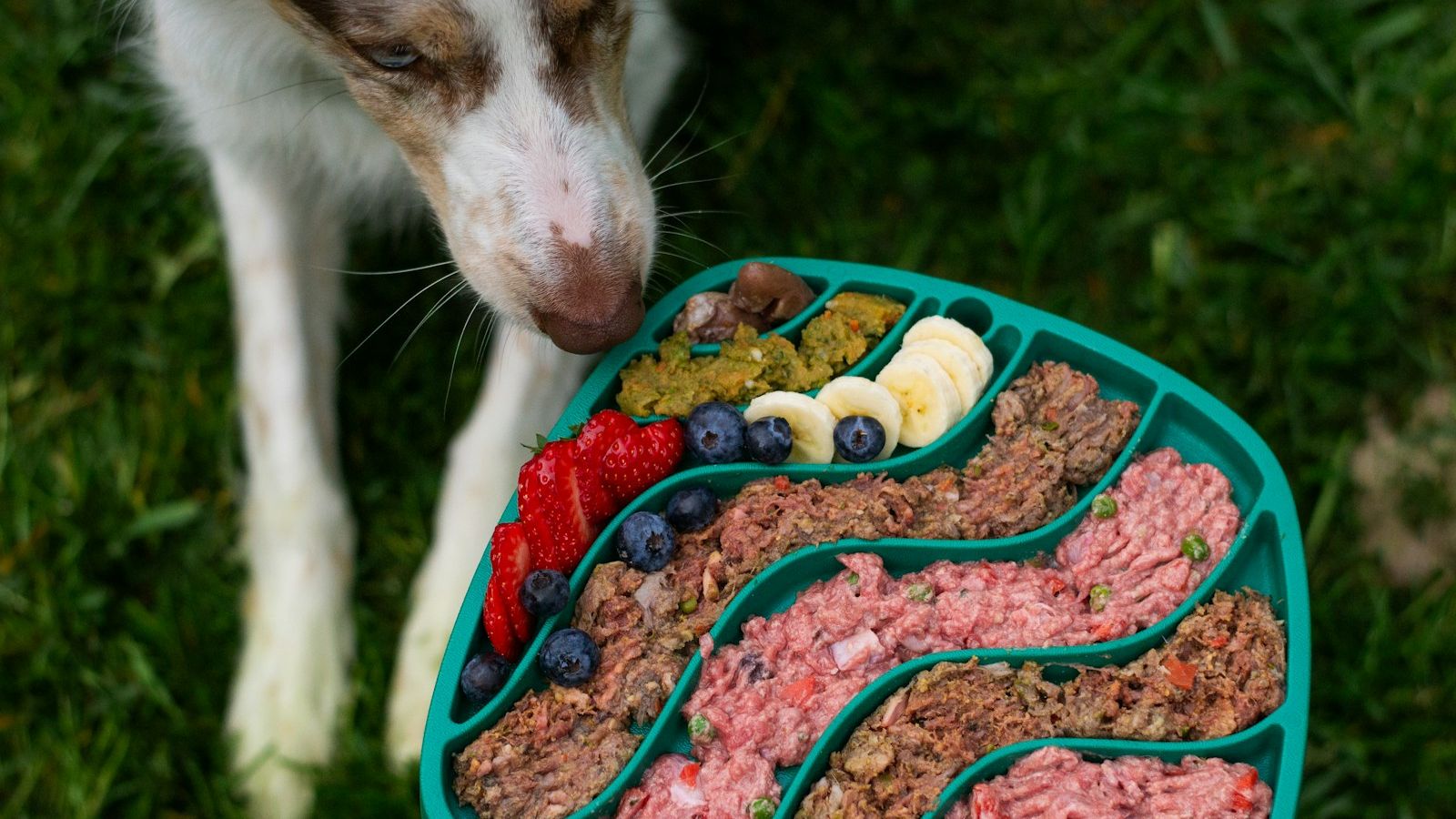 Border collie cheirando um comedouro lento verde-água com divisórias em zigue-zague, cheio de comida, sobre a grama