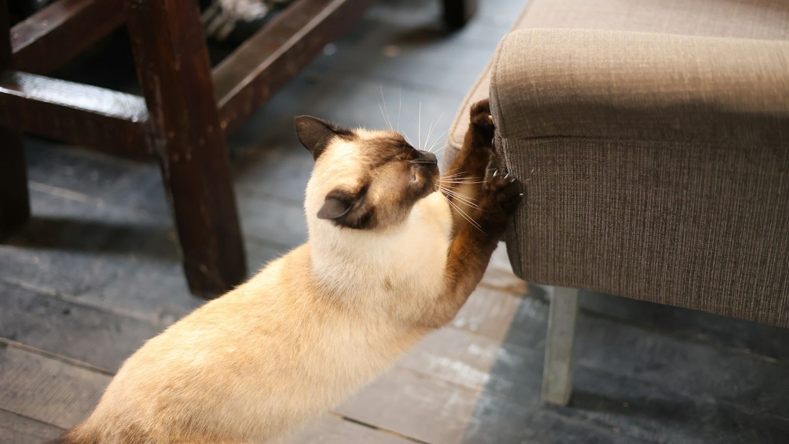 Gato siamês arranhando o canto de uma poltrona estofada