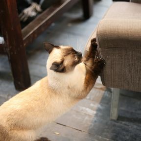 Gato siamês arranhando o canto de uma poltrona estofada
