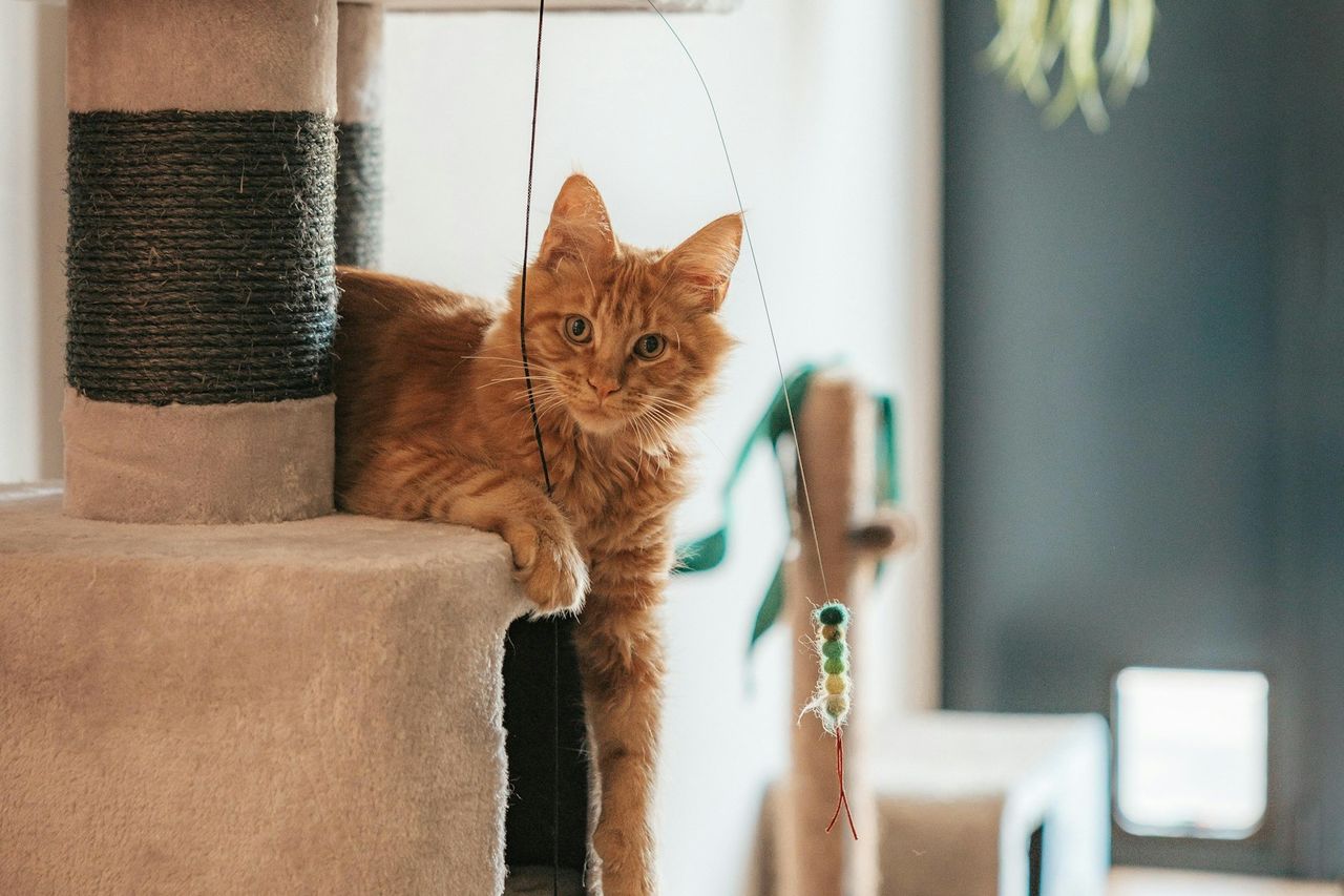 Gato laranja relaxando em um arranhador tipo torre com vários andares em uma sala clara