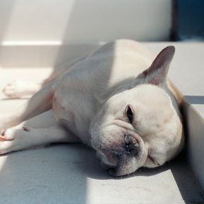 Buldogue francês branco deitado de lado, esticado no chão de pedra perto da janela