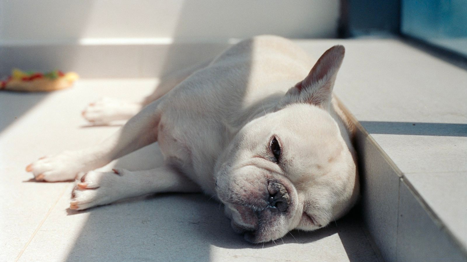 Buldogue francês branco deitado de lado, esticado no chão de pedra perto da janela