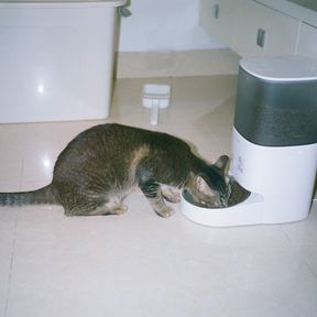 Gato tigrado comendo ração no prato de um comedouro automático, no piso de cerâmica