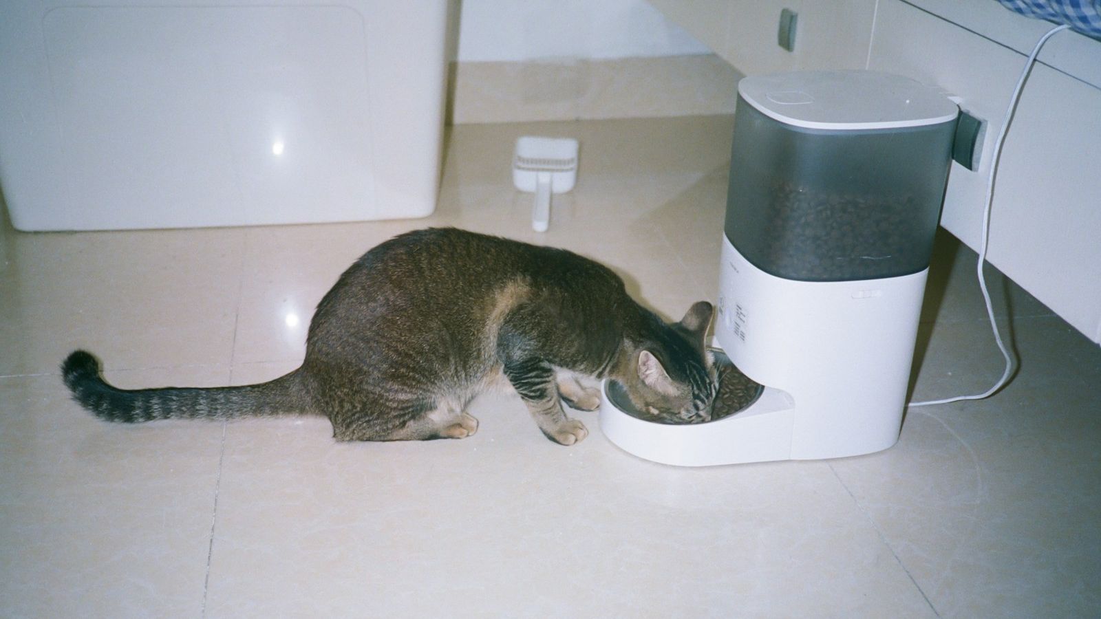 Gato tigrado comendo ração no prato de um comedouro automático, no piso de cerâmica