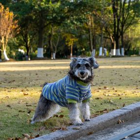 Schnauzer miniatura vestindo uma blusa listrada, em pé num parque