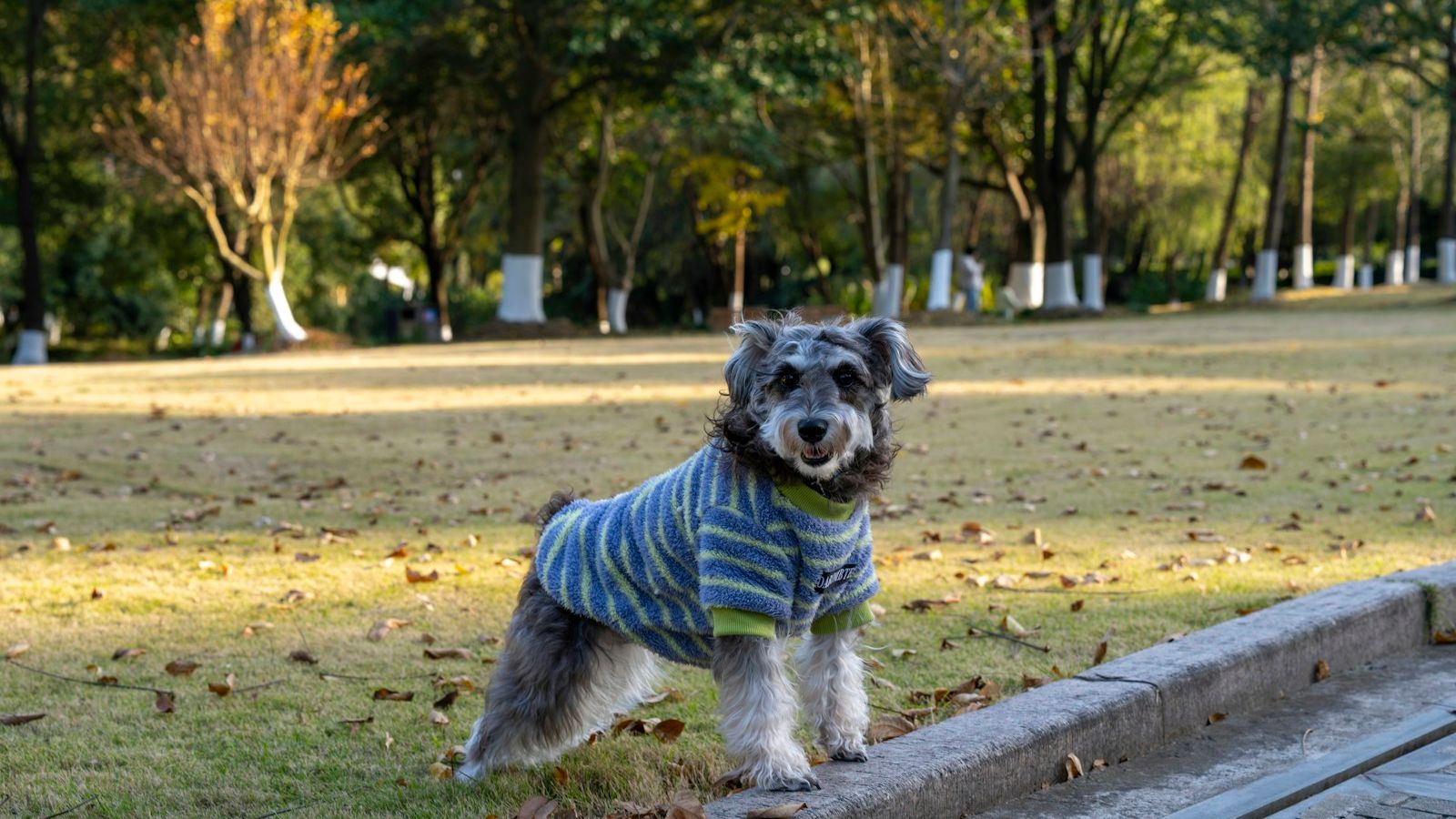 Schnauzer miniatura vestindo uma blusa listrada, em pé num parque