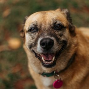Cachorro caramelo sorridente com coleira verde e plaquinha de identificação rosa