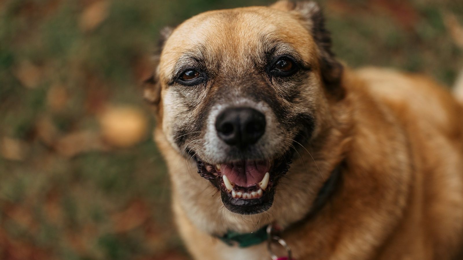 Cachorro caramelo sorridente com coleira verde e plaquinha de identificação rosa