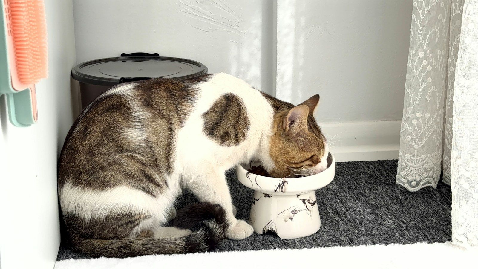 Gato tigrado e branco comendo num comedouro elevado de cerâmica branca, apoiado sobre um tapete cinza num canto da casa
