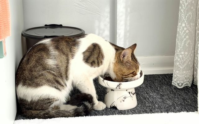 Gato tigrado e branco comendo num comedouro elevado de cerâmica branca, apoiado sobre um tapete cinza num canto da casa